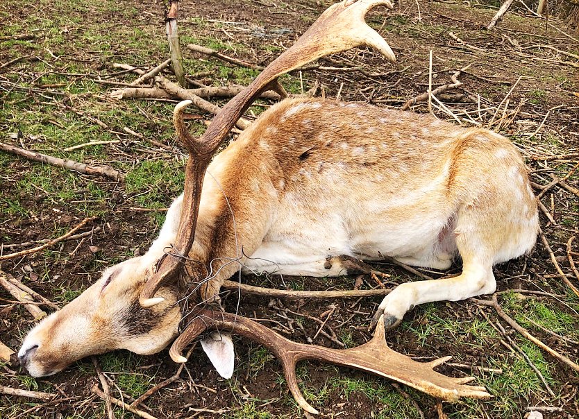 Betäubter Damhirsch im Wildgatter in Rockstedt mit Teilen des Drahtzauns in seinem Geweih (Foto: S. Dietzel)