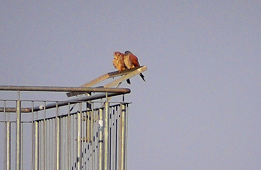 Falkenpaar eingezogen  (Foto: U. Reinboth )