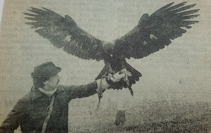 Diese Aufnahme erfolgte im Dezember 1987. An einem neblig-trüben Tag. Reinhold Körner gehörte zu den vier Falknern der Republik, die einen Adler als Beizvogel besaßen.                                                          (Foto: Herbert Wolff)