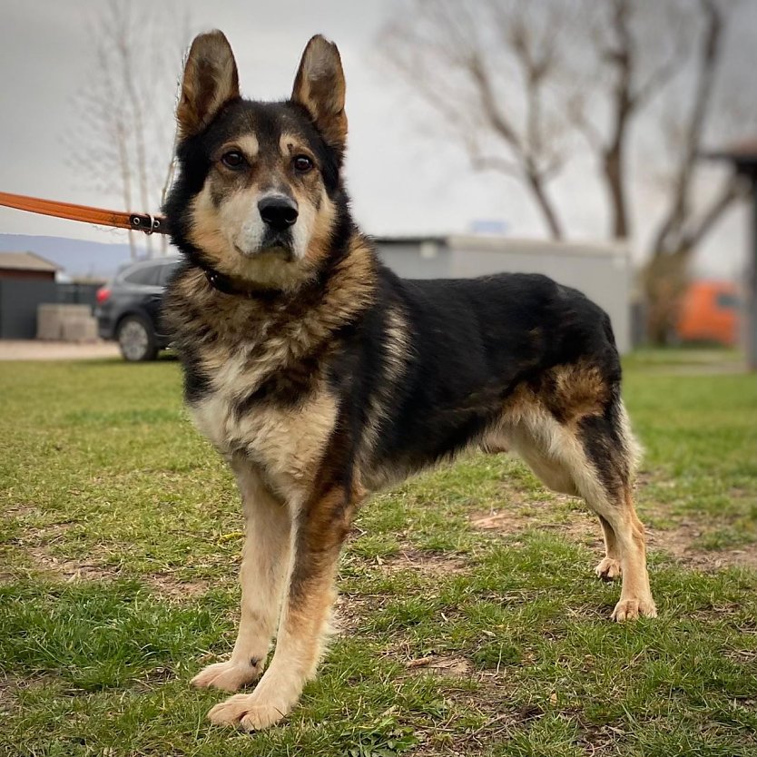 Tier der Woche: Prinz (Foto: Tierheim Nordhausen)