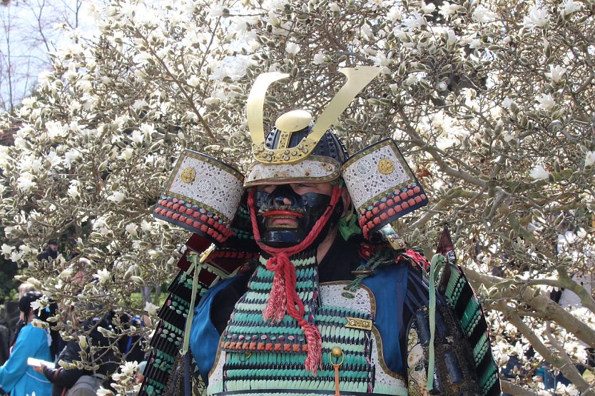 Beeindruckende Krieger posieren vor erblühten Bäumen: Hanami in Bad Langensalza (Foto: oas)