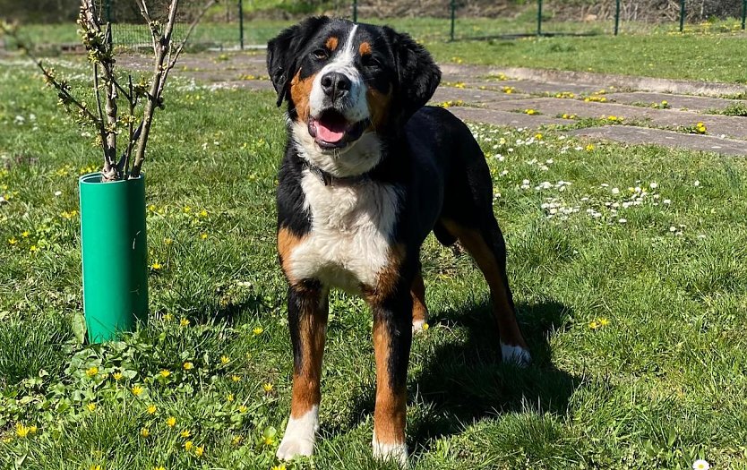 Elba, die junge Mischlingsh&uuml;ndin (Foto: Tierheim Nordhausen)