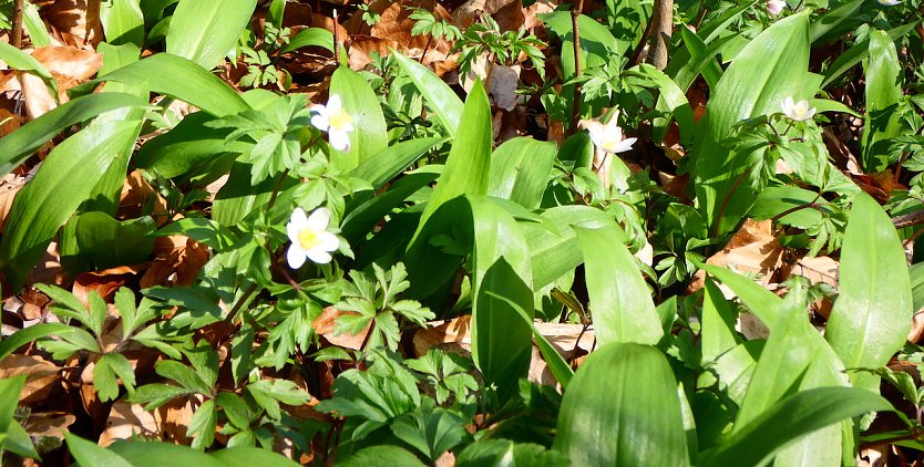 B&auml;rlauchanemonenwald (Foto: A.Apel)