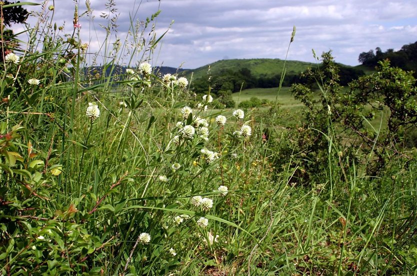 Biosph&auml;renreservat  (Foto: B. Bauersch&auml;fer, SB Umweltbildung/Tourismus, Biosph&auml;renreservat Karstlandschaft)
