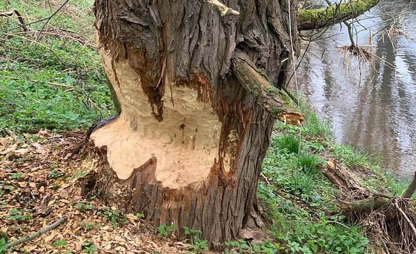 Biberfra&szlig;stelle an der Helme bei Nordhausen (Foto: privat)