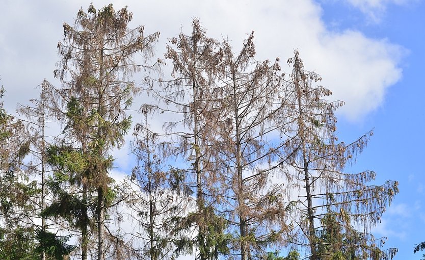 F&uuml;r Waldbesitzer und Forstleute in den letzten Jahren ein h&auml;ufiger Anblick: Vom Borkenk&auml;fer zerst&ouml;rte Fichten. 2022 scheint die Trendwende zu bringen   (Foto: Andreas Knoll)