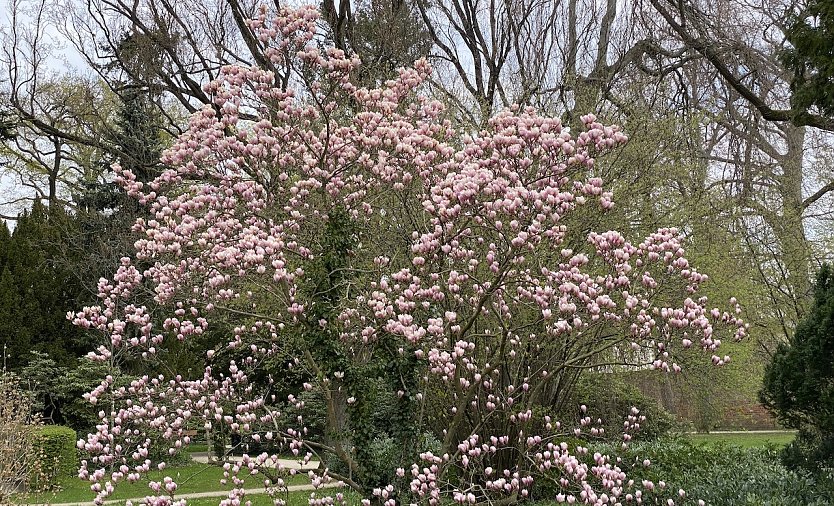 Magnolienbaum (Foto: oas)