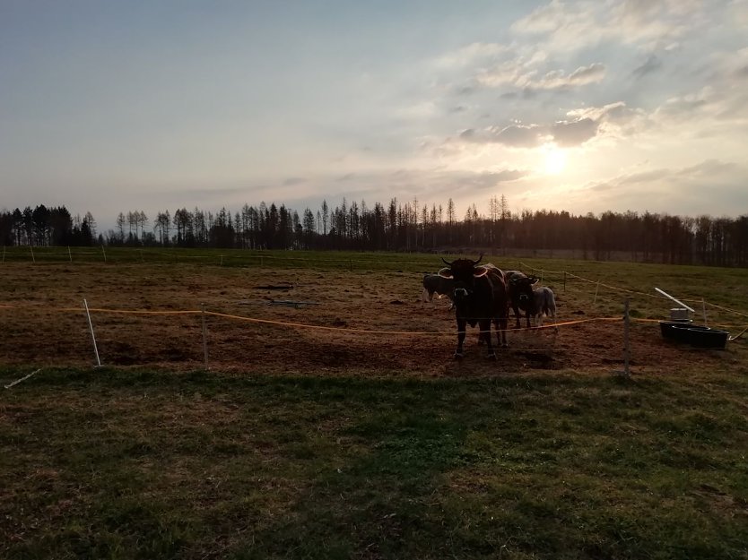 Sonnenaufgang über Sophienhof heute morgen (Foto: W. Jörgens)