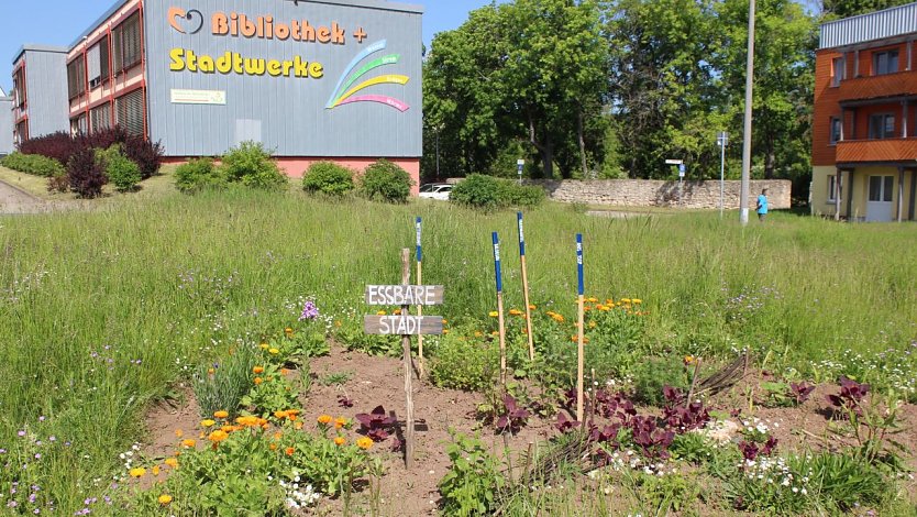 Innenstadtkita entsteht auf dem Gelände der "alten Bibliothek" in Sondershausen (Foto: Eva Maria Wiegand)