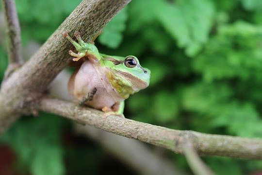 Wenn der Laubfrosch mit dem Quaken loslegt, wird es laut: Mit bis zu 90 Dezibel beeindruckt die kleine Amphibie in der Paarungszeit die Frosch-Weibchen. Das entspricht der Laustärke eines Kammerorchesters. (Foto: Aquazoo Löbbecke Museum)