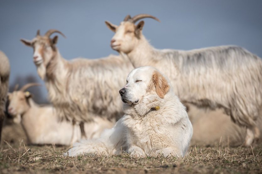 Herdenschutzhunde können helfen (Foto: Sebastian Hennigs)