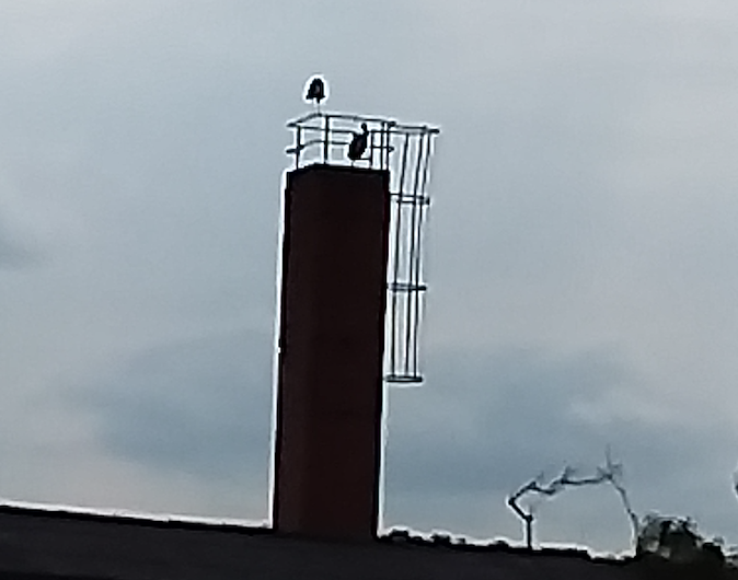 Pünktlich zum 1. Mai sind in Bad Frankenhausen die Störche angekommen (Foto: Andrea Schorch)