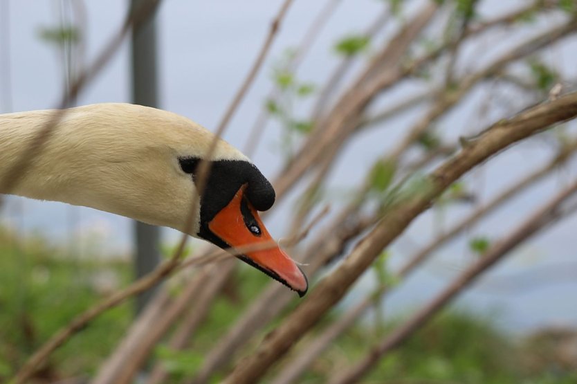 Wachsamer Höckerschwan bewacht sein Gelege (Foto: Eva Maria Wiegand)