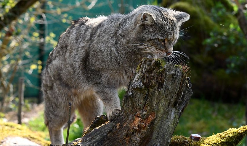 Wildkater Toco im Wildkatzendorf Hütscheroda (Foto: Bärbel Bawey)