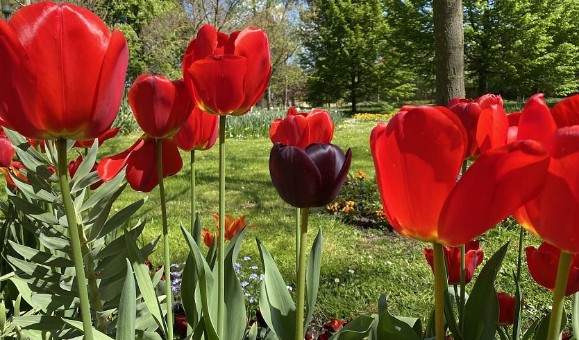 Tulpen im Arboretum Bad Langensalza (Foto: oas)