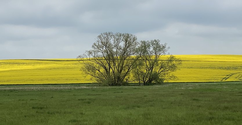 Rapsfeld bei Merxleben (Foto: oas)