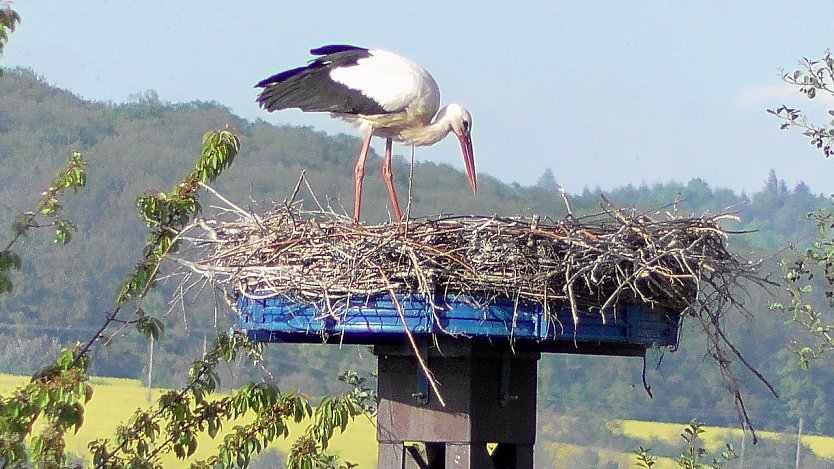 Ein Storchenpaar brütet am Stausee in Kelbra (Foto: U.Reinboth)