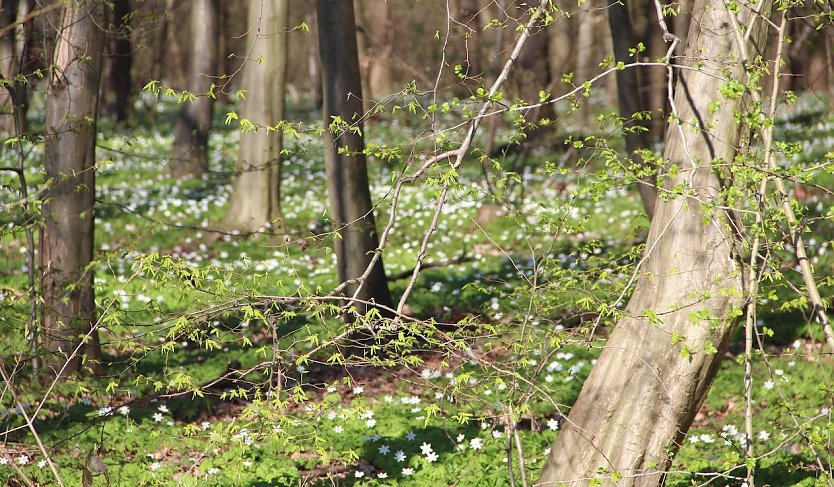 Die kurze Zeit der Frühblüher am Boden ist vorbei. Der Nadel- und Blattaustrieb in den Baumkronen ist derzeit voll im Gange, die Vegetation benötigt große Wassermengen (Foto: Horst Sproßmann)