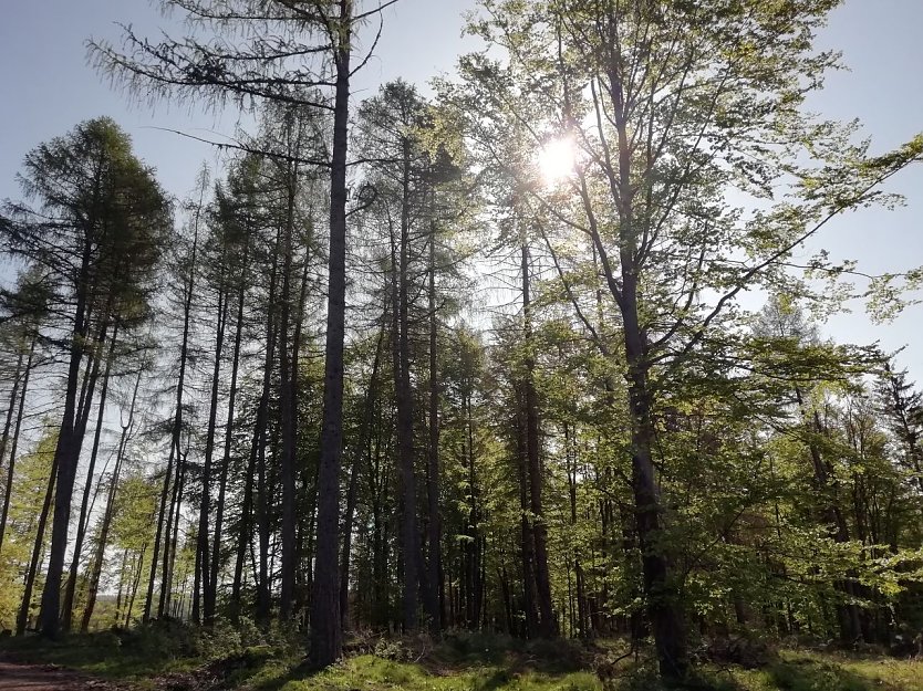 Auch auf  dem Berge grünet Hoffnungsglück - das Wetter zeigt sich in Sophienhof heute von seiner schönen Seite (Foto: W. Jörgens)