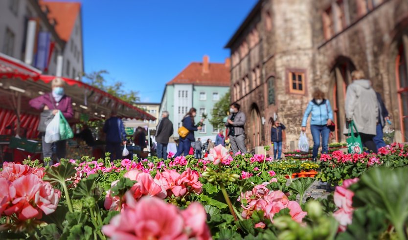 Geranienmarkt vor dem Rathaus (Foto: Stadtverwaltung Nordhausen)