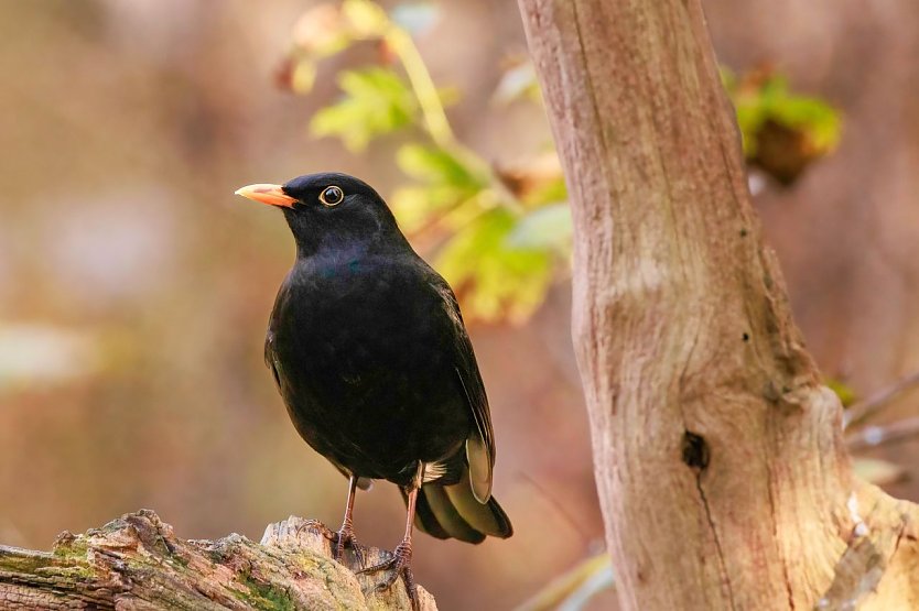 Zähl mal wer da fliegt - am Wochenende bittet der NABU wieder zur Stunde der Gartenvögel (Foto: Winfried Rusch)