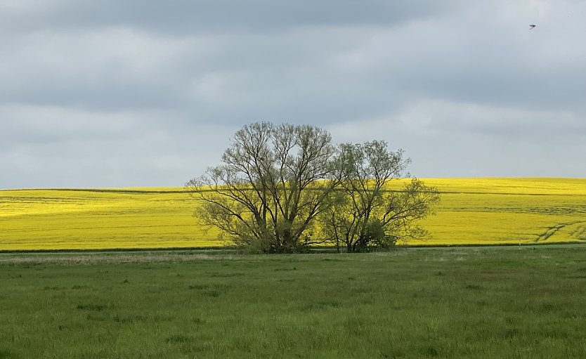 Dunkle Wolken ziehen auf (Foto: oas)