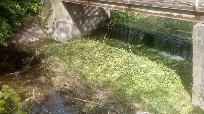 Ein unschöner Anblick, aber gewollt: Ein grüner Grasteppich bedeckt die Wasseroberfläche. Eine Art Stau, benötigt doch die Fischzucht das Wasser der Salza. (Foto: Kurt Frank)