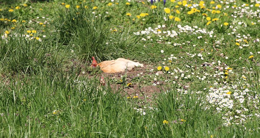 Siesta in einer Erdkuhle (Foto: emw)