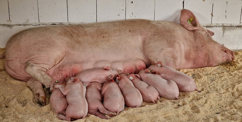 Sauwohl fühlen sich die kleinen Ferkel bei "Mamma" (Foto: nnz)