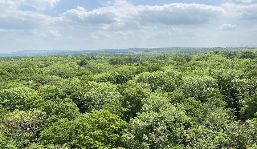 Blick vom Baumkronenpfad im Hainich (Foto: oas)