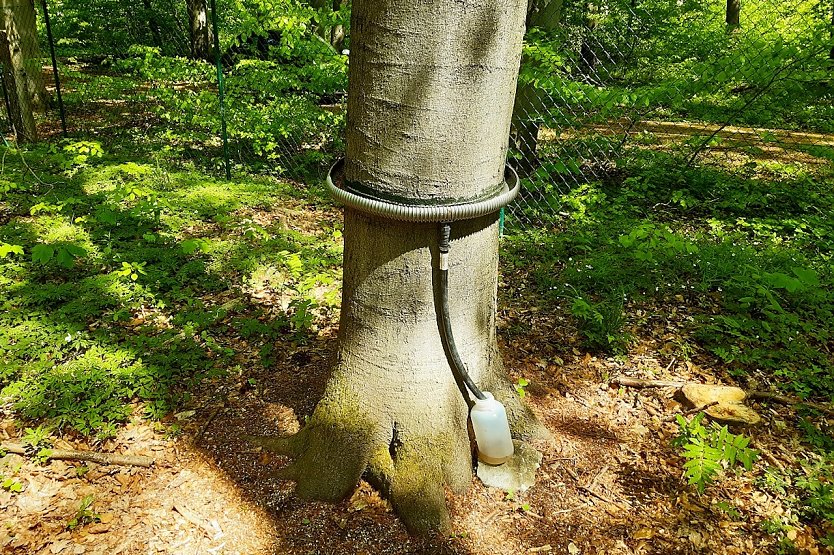 Einfache Versuchsaufbauten in den Waldmessstationen, wie diese Regenwassererfassung am Stamm, können auch durch Kinder verstanden, betrieben und die Ergebnisse ausgewertet werden.  (Foto: Ralf Hubert)