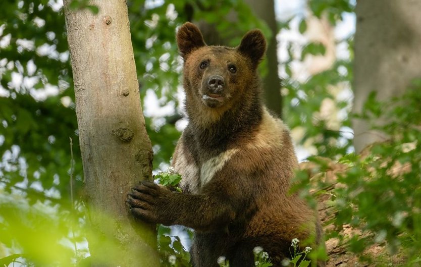 Auch die Bärenkinder wollen mitfeiern (Foto: Bärenpark Worbis)