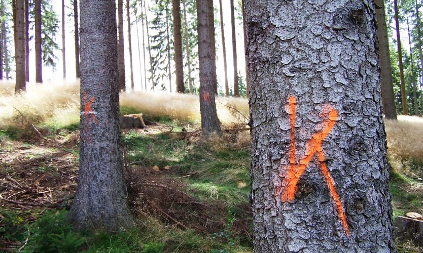 Gekennzeichnete Käfer-Bäume (Foto: Thüringen Forst )