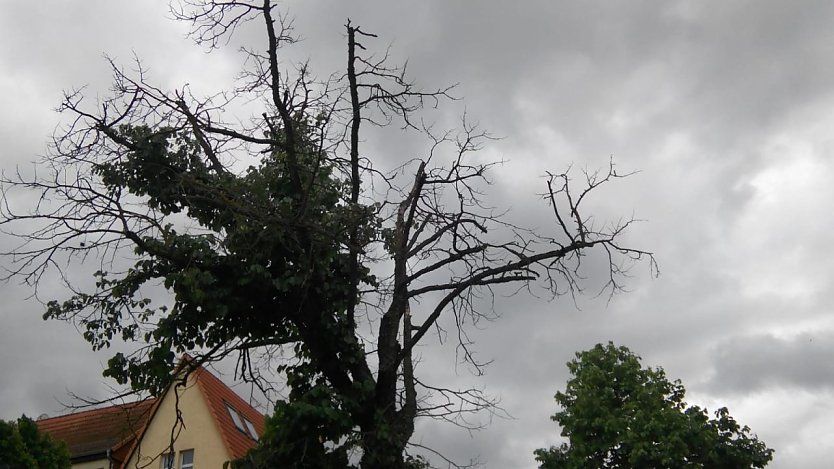 Diese dürren Äste in der Krone eines Baumes in der Hesseröder Straße sind nicht ohne Gefahr für Passanten, sollten diese zum falschen Zeitpunkt am falschen Ort sein. (Foto: Anton Adlerauge)