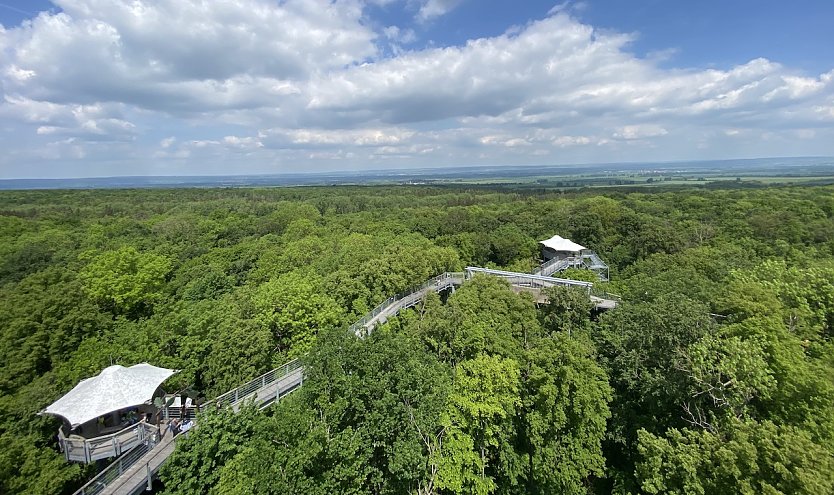 Der Baumkronenpfad im Hainich (Foto: oas)