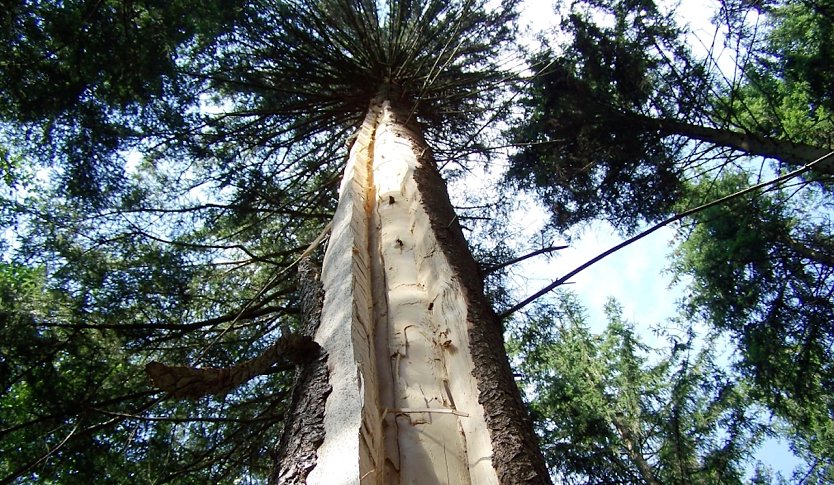 Für einen Schutzsuchenden wäre der Standort nahe am Baum tödlich gewesen (Foto: Horst Sproßmann)