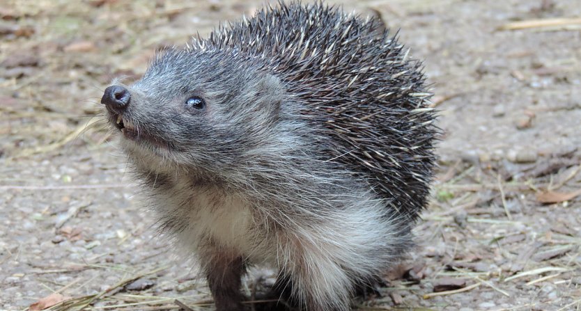 Junger Igel (Foto: Vier Pfoten)