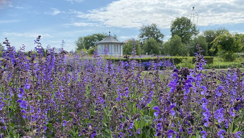 Im Rosengarten Bad Langensalza (Foto: oas)