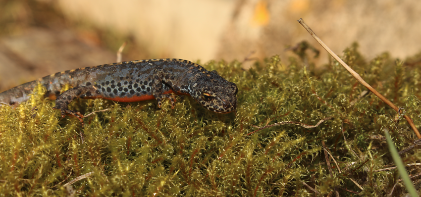 Die Welt der kleinen Wasserdrachen kann man im Teichthal in Hainrode erleben (Foto: Landschaftspflegeverband Südharz/Kyffhäuser)