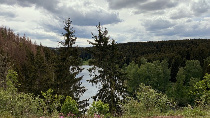 Unterwegs bei Trautenstein, 2020. Links im Bild sind bereits ausgetrocknete Bäume zu erkennen (Foto: privat)