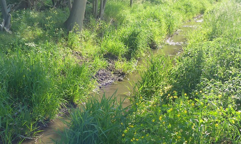 Graben nach Wiederherstellung östlich von Artern (Foto: Natura 2000-Station Südharz/Kyffhäuser)