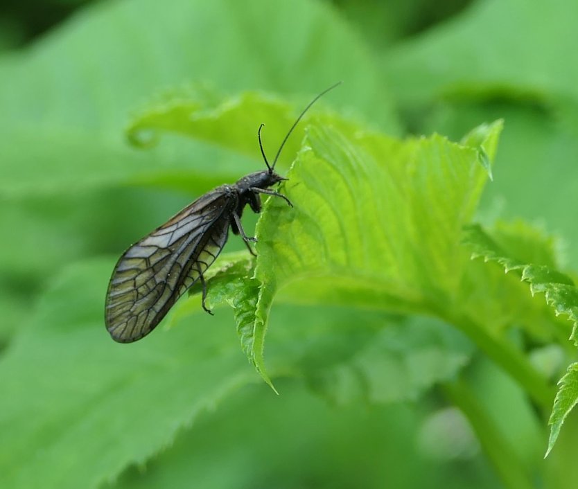 Auch dieser kleine Kerl ist am Wasser zu Hause - die Köcherfliege (Foto: Anja Apel)