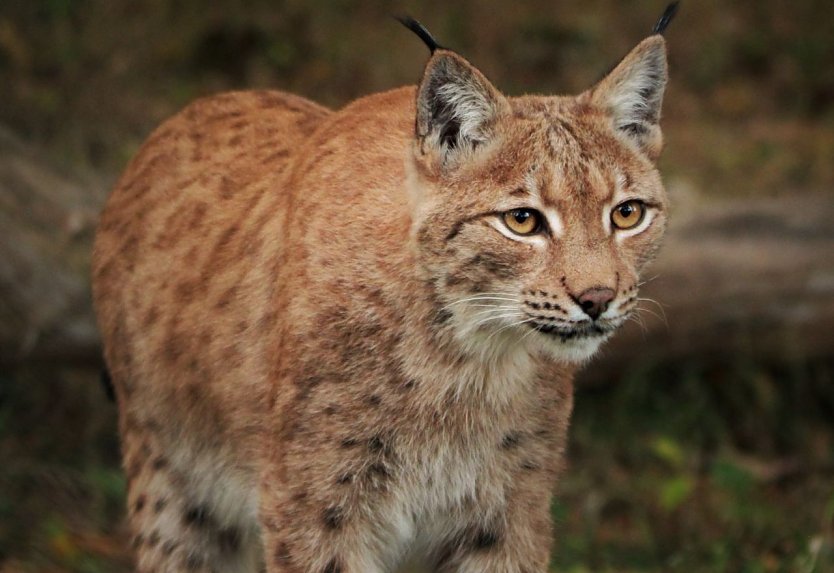 Luchsin Kaja im Wildkatzendorf (Foto: Mona Heyn)