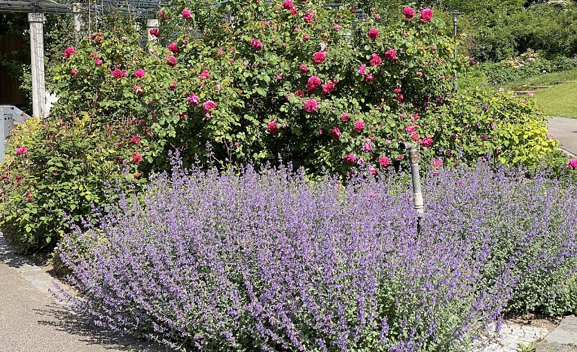 Im Rosengarten Bad Langensalza (Foto: oas)