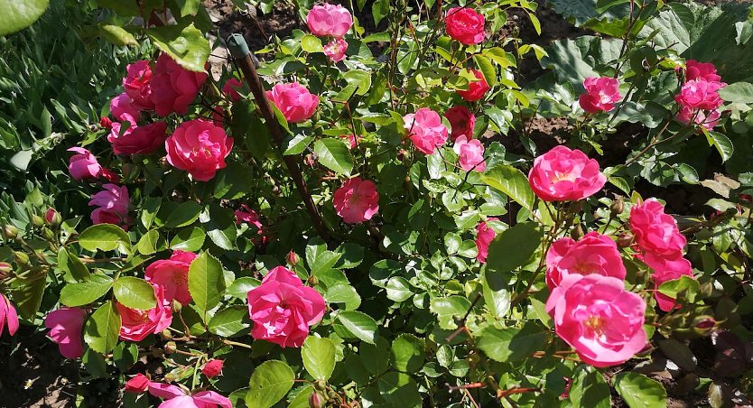 Rosen bei Leipolds im Garten (Foto: T.Leipold)