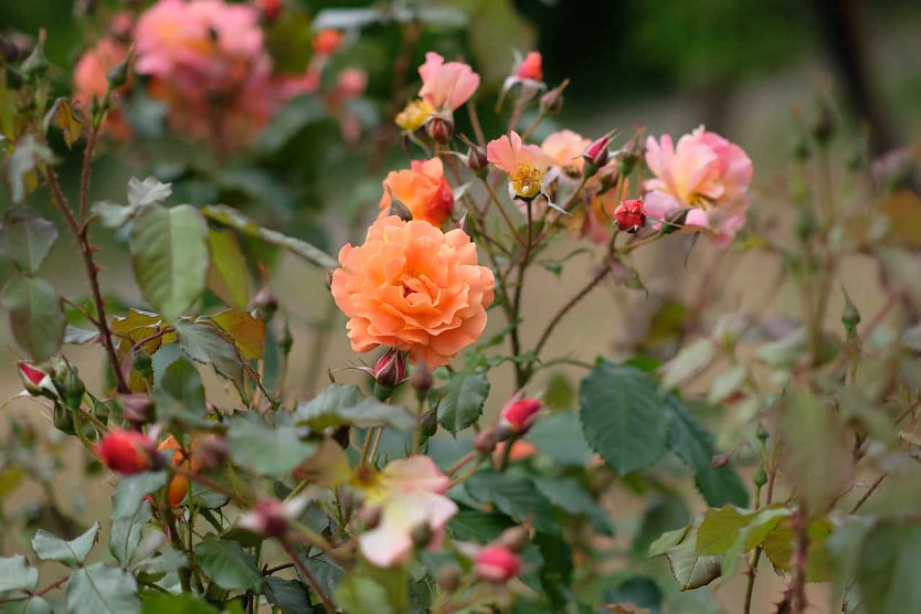 Rosen auf dem Petersberg (Foto: Peter Blei)