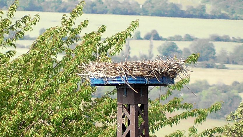 Verwaistes Storchennest am Stausee Kelbra (Foto: Ulrich Reinboth)