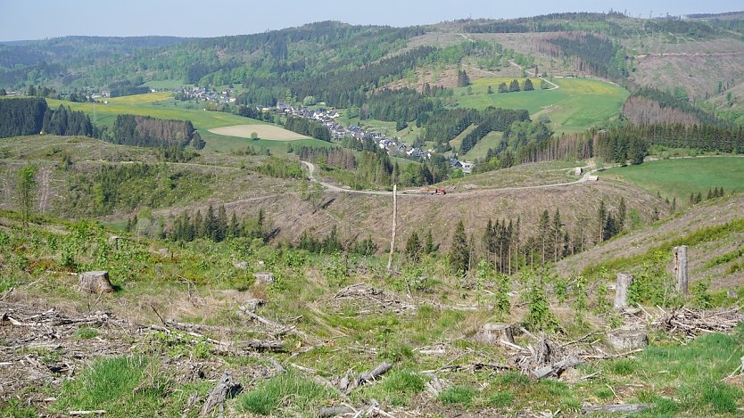 Klimawandel vor der eigenen Haustür: Der Buchdrucker hat in Thüringens Wäldern ganze Fichtenhänge zum Absterben gebracht  wie hier im Thüringer Forstamt Sonneberg (Foto: Katharina Reffelt)