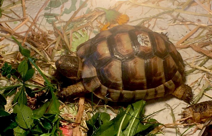 Schildkröte Nr. 10 vermisst. (Foto: Tierheim Sondershausen)