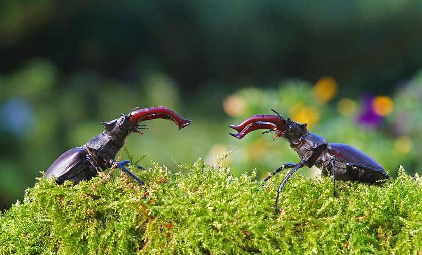 Solche Duelle zwischen Hirschkäfermännchen sind in Thüringen selten geworden (Foto: NABU Thüringen)